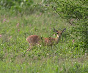 Walk Safari Klipspringer