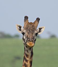 Walk Safari Giraffe