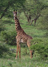 Walk Safari Giraffe