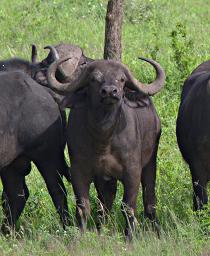 Walk Safari Cape Buffalo
