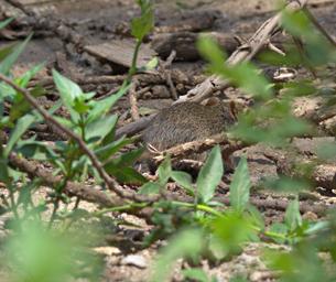 Walk Safari Xxx Rodent