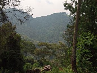 Bwindi NP