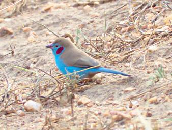Lk Mburo Bird Red Cheeked Cordon Bleu