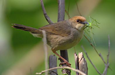 Bwindi NP Bird Xxx