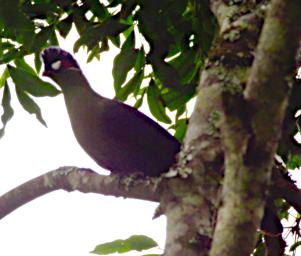 Arusha NP Bird Hartlauds Turaco