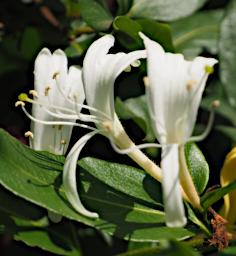 Kiota Flower Xxx White P3051040
