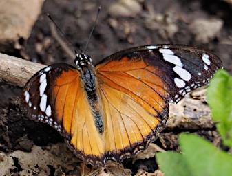 Kiota Butterfly Danaid Eggfly P3051042
