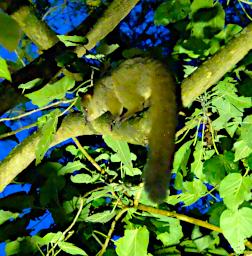 Kiota Bush Baby