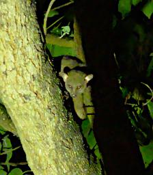 Kiota Bush Baby