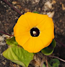 Mkomazi Flower Xxx Yellow