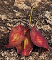 Mkomazi Leaves