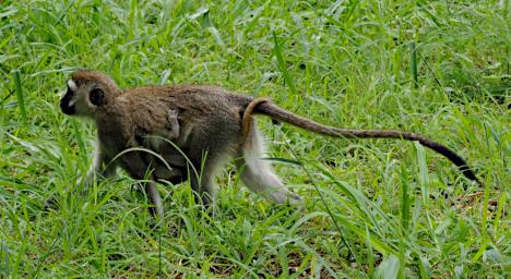 Mkomazi Black Faced Vervet Monkey WBaby