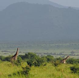 Mkomazi Giraffe