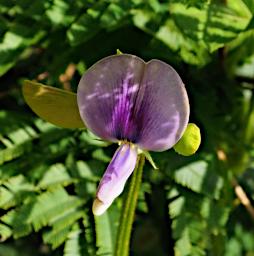 Mkomazi Flower Xxx Purple