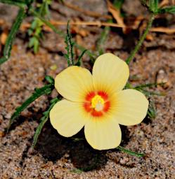 Mkomazi Flower Xxx Yellow Orange