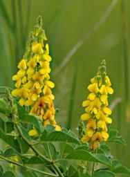 Mkomazi Flower Xxx Yellow