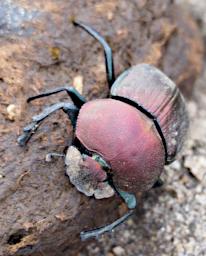 Mkomazi Dung Beetle