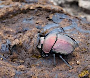 Mkomazi Dung Beetle