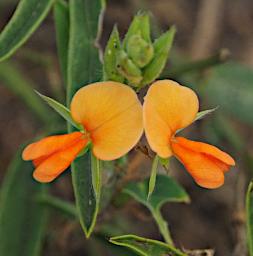 Mkomazi Flower Xxx Yellow Orange