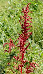 Mkomazi Flower Xxx Red