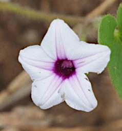 Mkomazi Flower Xxx White Purple