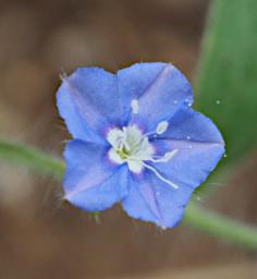 Mkomazi Flower Xxx Blue Green