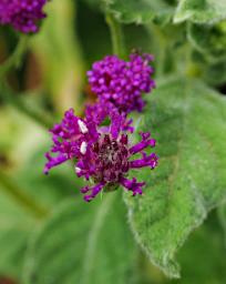 Mkomazi Flower Xxx Purple