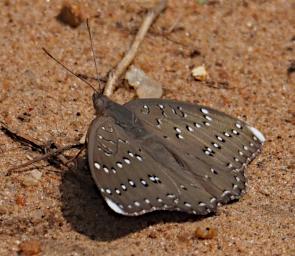 Mkomazi Butterfly Guineafowl