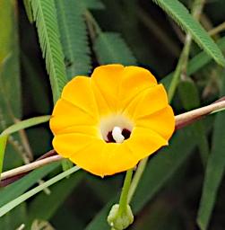 Mkomazi Flower Xxx Yellow