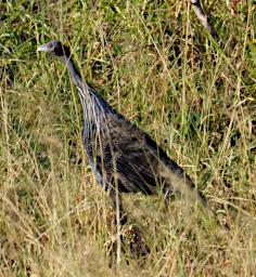 Mkomazi Bird Vulturine Guineafowl