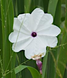 Mkomazi Flower Xxx White Purple