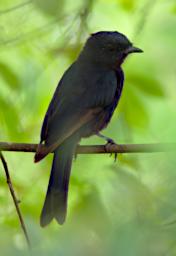 Red Winged Starling