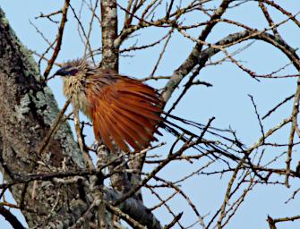 White Browed Coucal