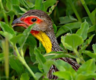 Yellow Necked Spurfowl