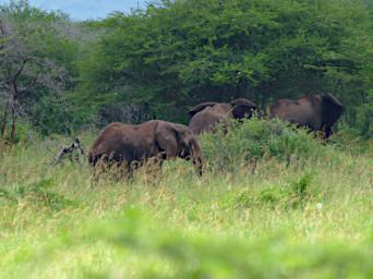 Mkomazi Elephant