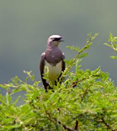 Fischer's Starling