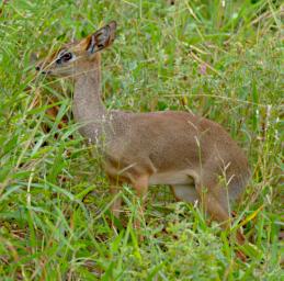 Mkomazi Dik Dik