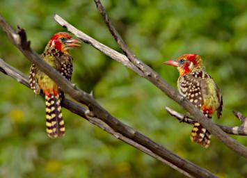 Red And Yellow Barbet