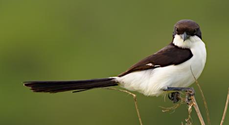 Long Tailed Fiscal Shrike