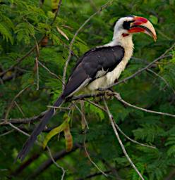 Von Der Deckens Hornbill