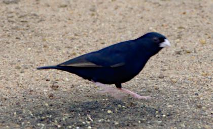 Bird Xxx Variable Indigobird