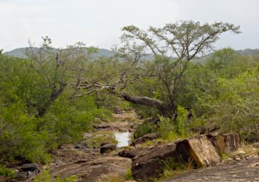 Mkomazi Lunch Creek
