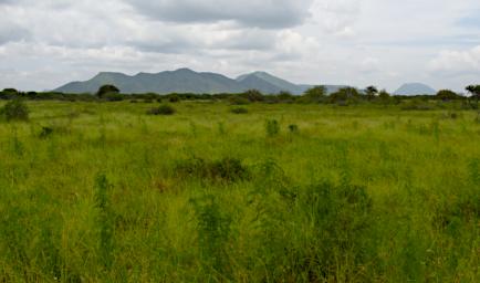 Mkomazi