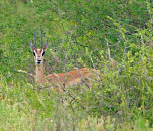 Mkomazi Grants Gazelle