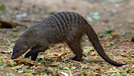 Mkomazi Banded Mongoose