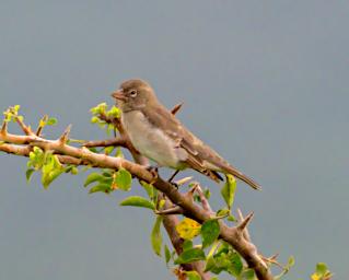 Bird Xxx