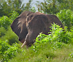 Mkomazi Elephant
