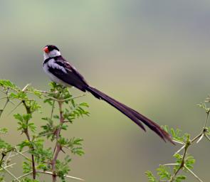 Pin Tailed Whydah