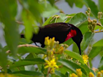 Scarlet Chested Sunbird