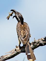 African Grey Hornbill